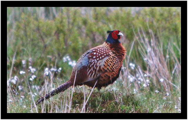 Pheasant_1.JPG