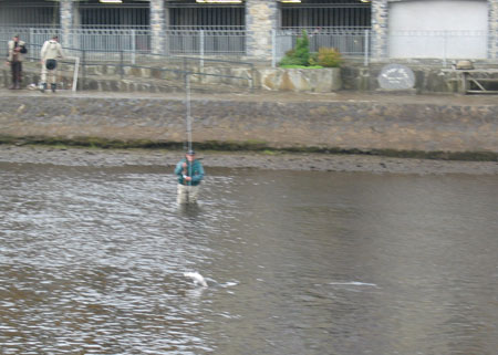 Another Salmon caught on the Moy River at the Ridge Pool Ballina