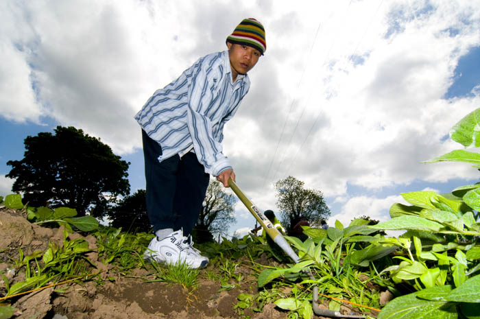 allotments_by_Alison_Laredo.jpg