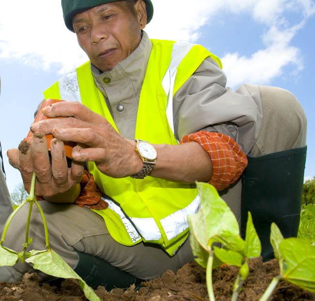 allotments_by_Alison_Laredo_10.jpg