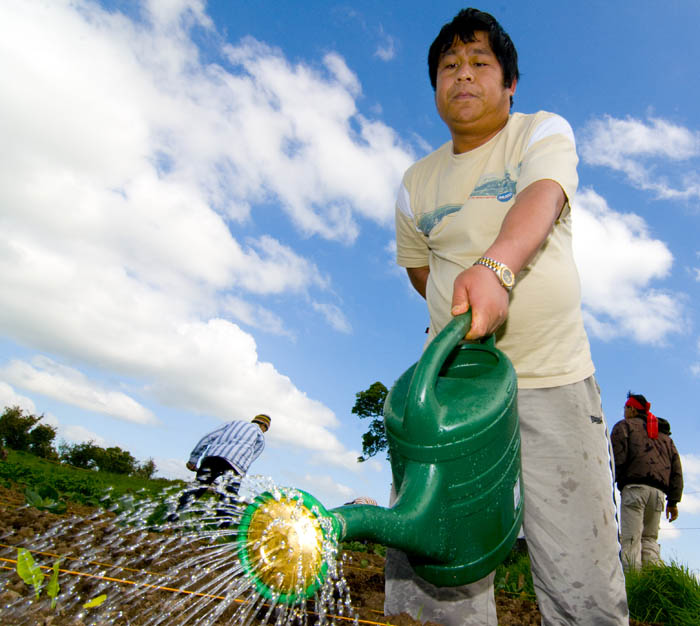 allotments_by_Alison_Laredo_4.jpg