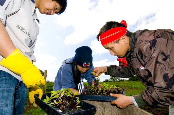 allotments_by_Alison_Laredo_5.jpg