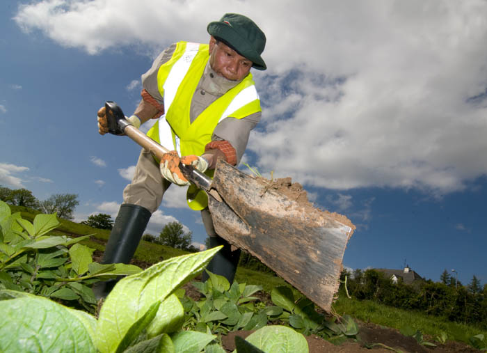 allotments_by_Alison_Laredo_9.jpg