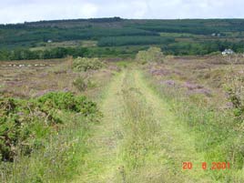 bog-road-3187.jpg