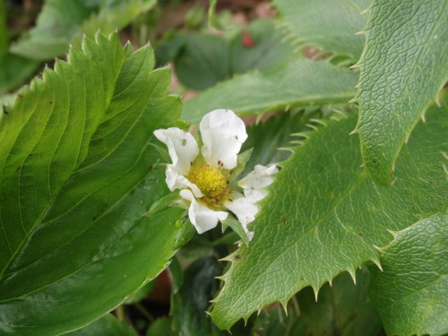 cbr_flowers_190.JPG