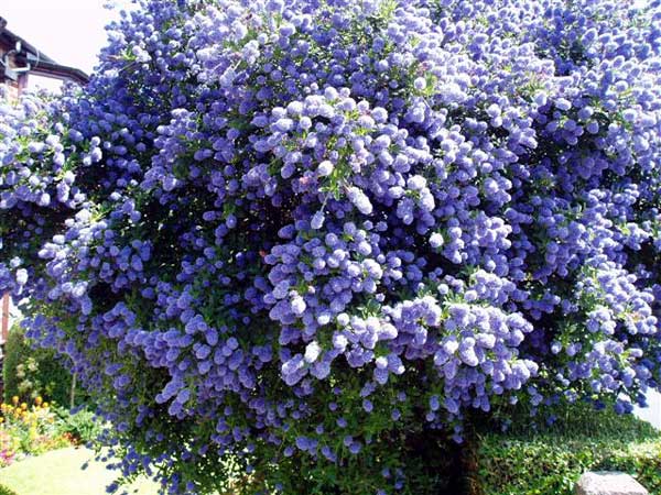 http://www.castlebar.ie/artman2/uploads/1/ceanothus.jpg