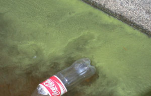 cola-and-algae.jpg