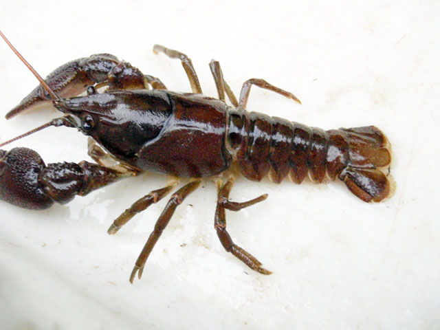 crayfish_2.jpg