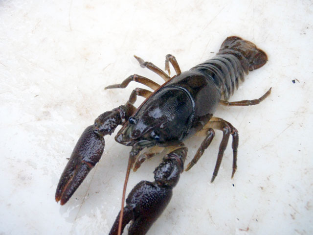 crayfish_3.jpg