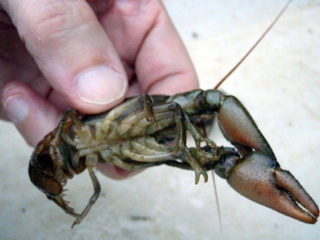 crayfish_4.jpg
