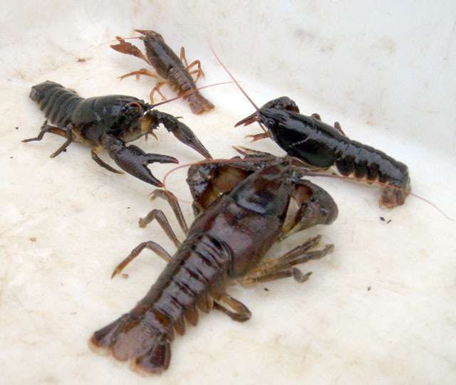 crayfish_5.jpg