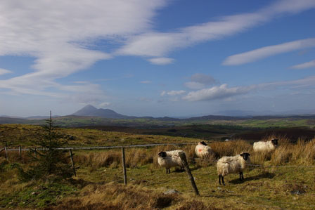 croagh_patrick_from_partry_mountains_sheep.jpg