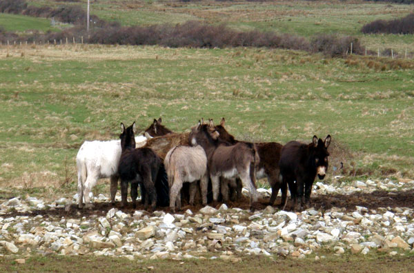 donkey-ring-feeder.jpg