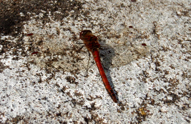 dragon-fly-P8171241.jpg