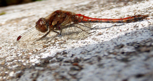 dragon-fly-P8171242.jpg