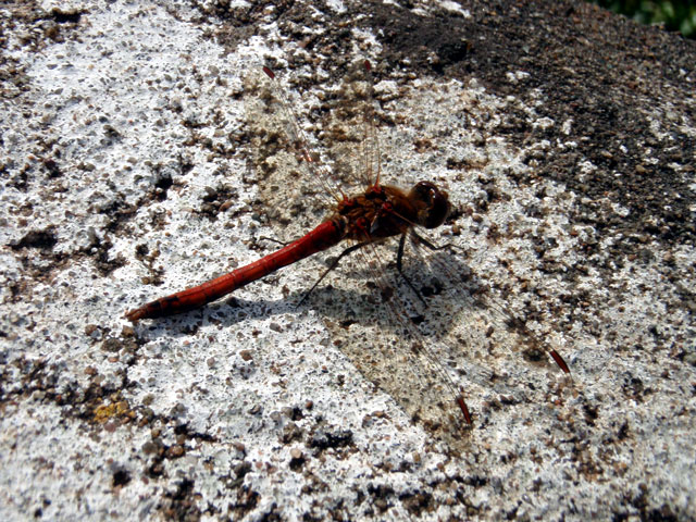 dragon-fly-P8171243.jpg