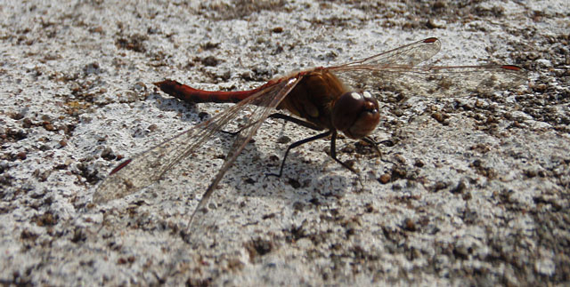 dragon-fly-P8171245.jpg