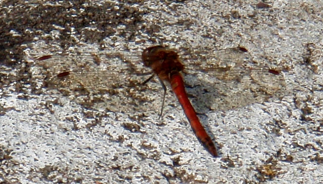 dragonfly-fly-P8171240.jpg
