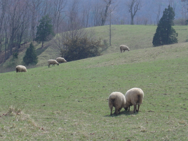 easter_wva_2004_018.jpg