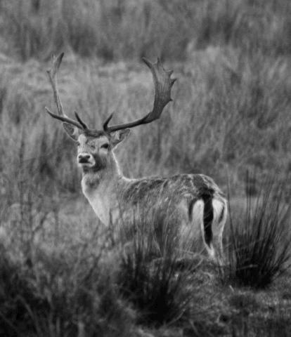 fallow_deer_1.JPG