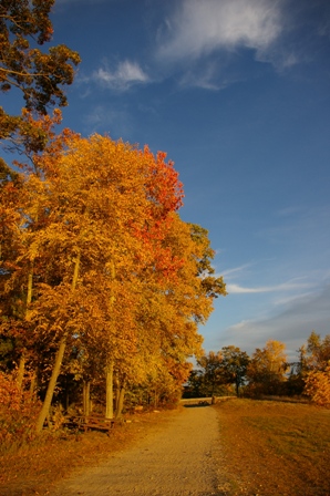 hopkinton_state_park_oct_05_fall_leaves2.jpg