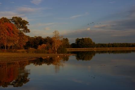 hopkinton_state_park_oct_05_geese2.jpg