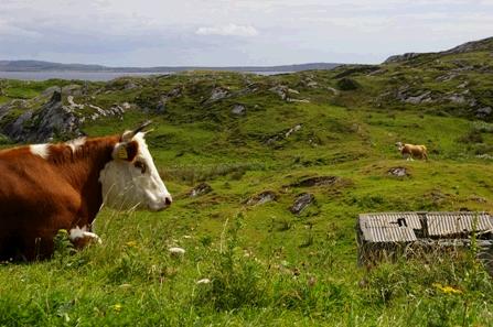 inishbofin_cows_.jpg