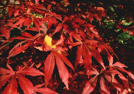 leaves_fota_1.jpg