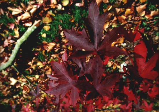 leaves_fota_2.jpg