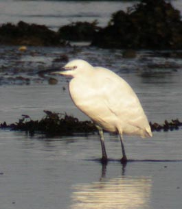 mayo-birdwatch-egret-tn.jpg