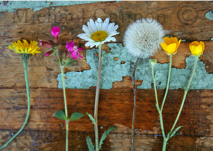 new_wild_flowers_on_barrel__2_.jpg