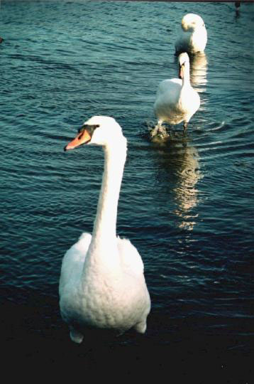 rosscarberyswans.jpg