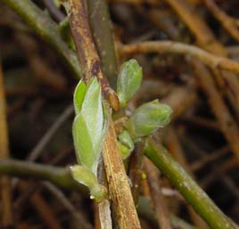 willow-buds2-tn.jpg