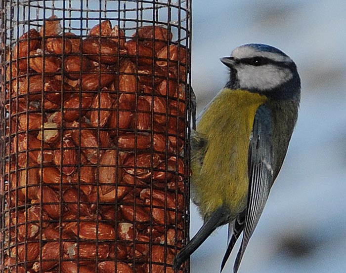 Birds_by_Alison_Laredo_1.jpg