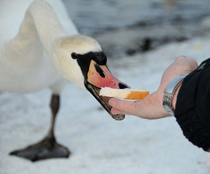 Birds_by_Alison_Laredo_12.jpg