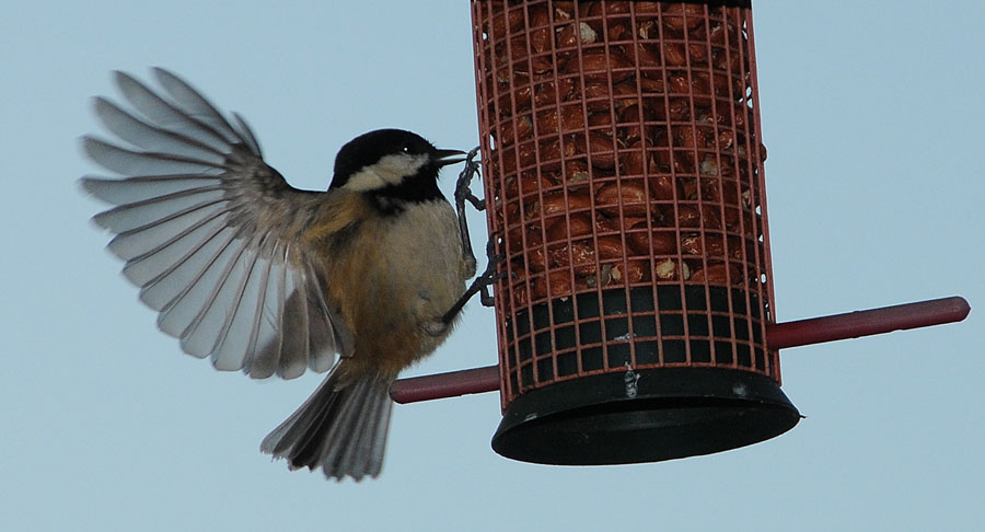 Birds_by_Alison_Laredo_5.jpg