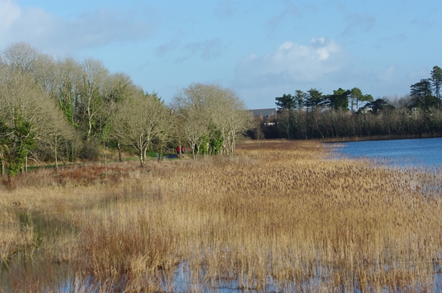 Castlebar_Christmas_Swim_2013_34.jpg