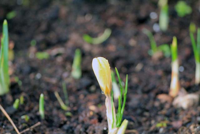 Crocus_jan_2012_7949.jpg