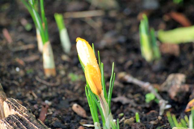 Crocus_jan_2012_7951.jpg