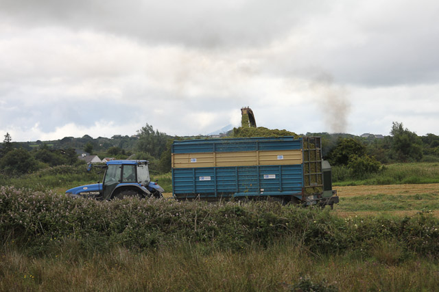 Cutting_Silage__1572.jpg