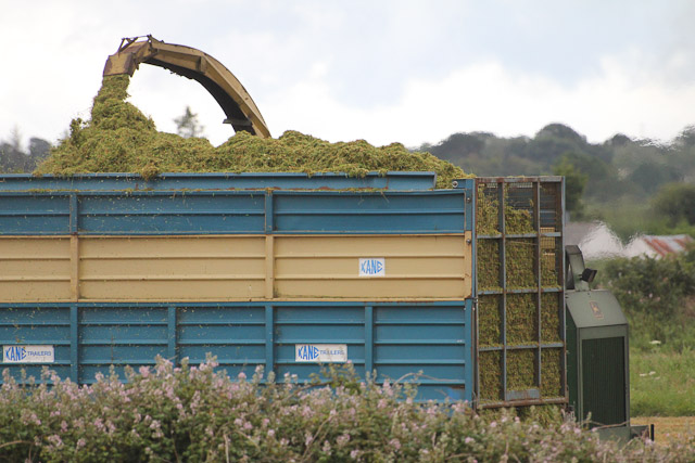 Cutting_Silage__1574.jpg