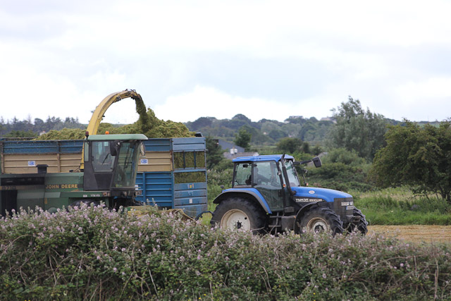 Cutting_Silage__1580.jpg