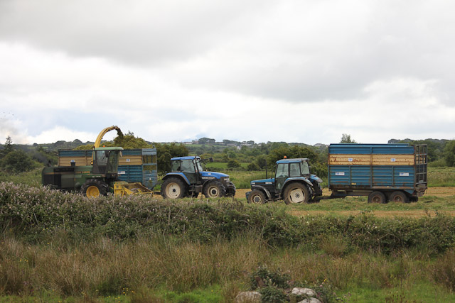 Cutting_Silage__1581.jpg