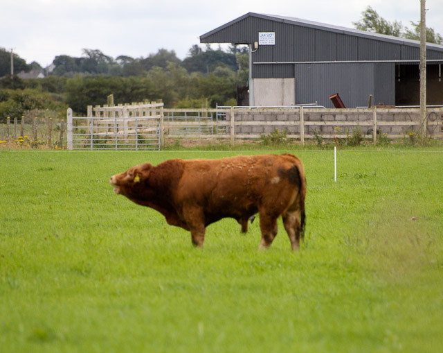 Cutting_Silage__1588.jpg