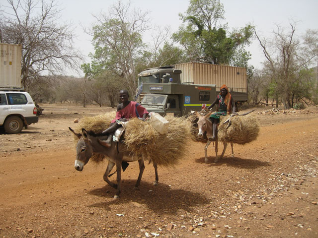 Donkeys-with-hay.jpg