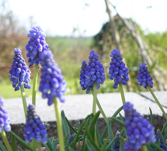 Easter-Flowers-DSC01225.jpg