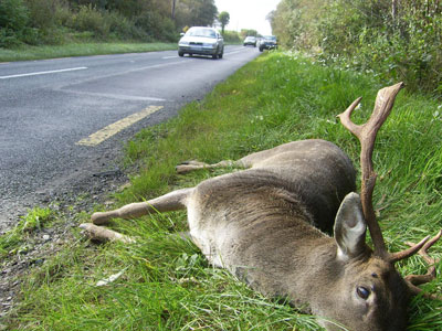 Fallow-Road-Kill-N59.jpg