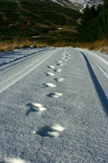 Footprints_2.JPG