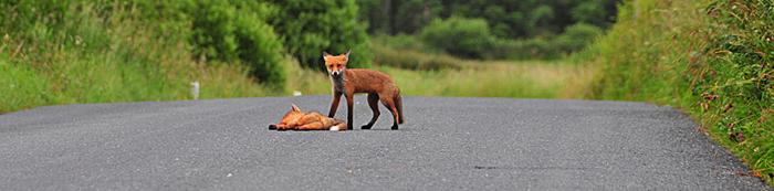 Fox_by_Alison_Laredo_12.jpg