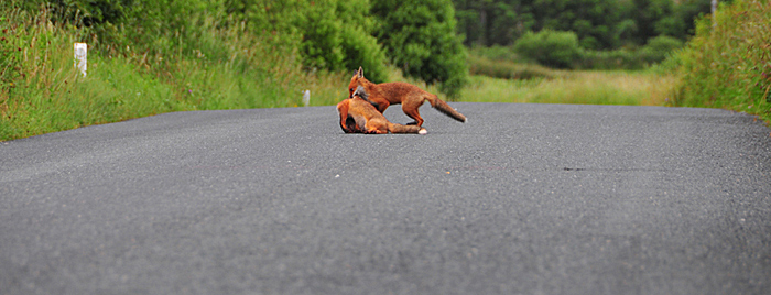 Fox_by_Alison_Laredo_13.jpg